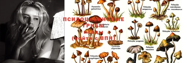 не бодяженный Бородино